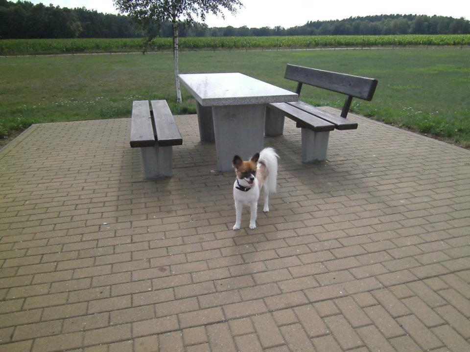 Papillon Toffy billede 13