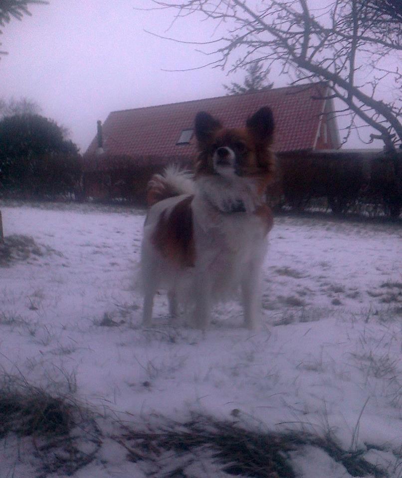 Papillon Toffy billede 5