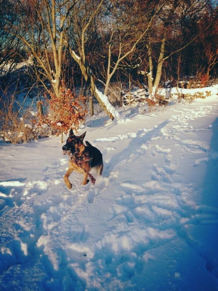 Schæferhund Vennebjergs Ronja billede 13