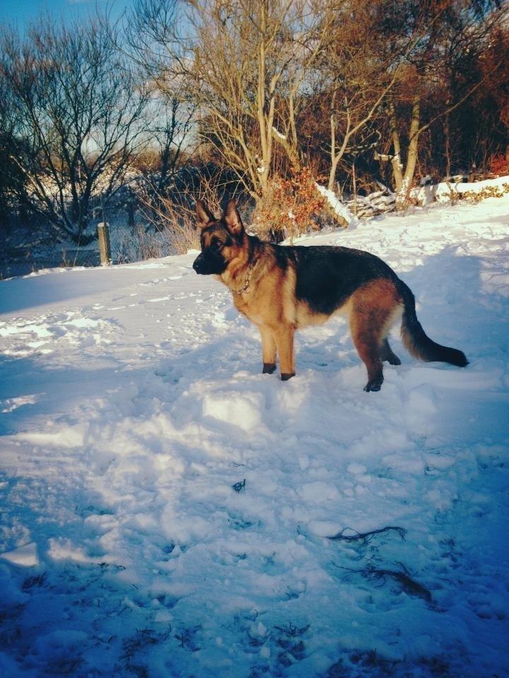 Schæferhund Vennebjergs Ronja billede 14