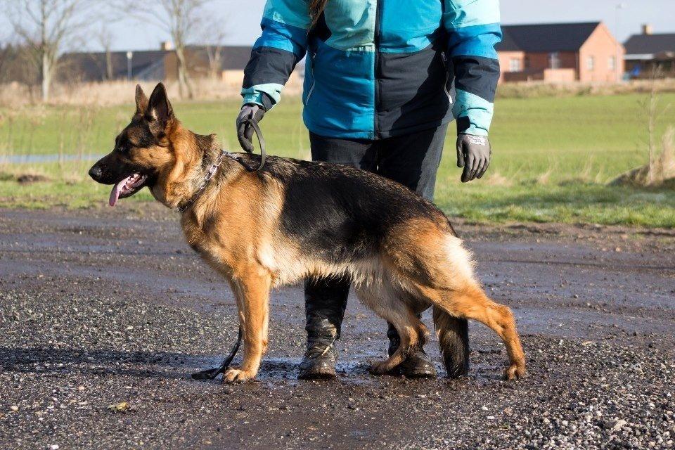 Schæferhund Vennebjergs Ronja billede 15