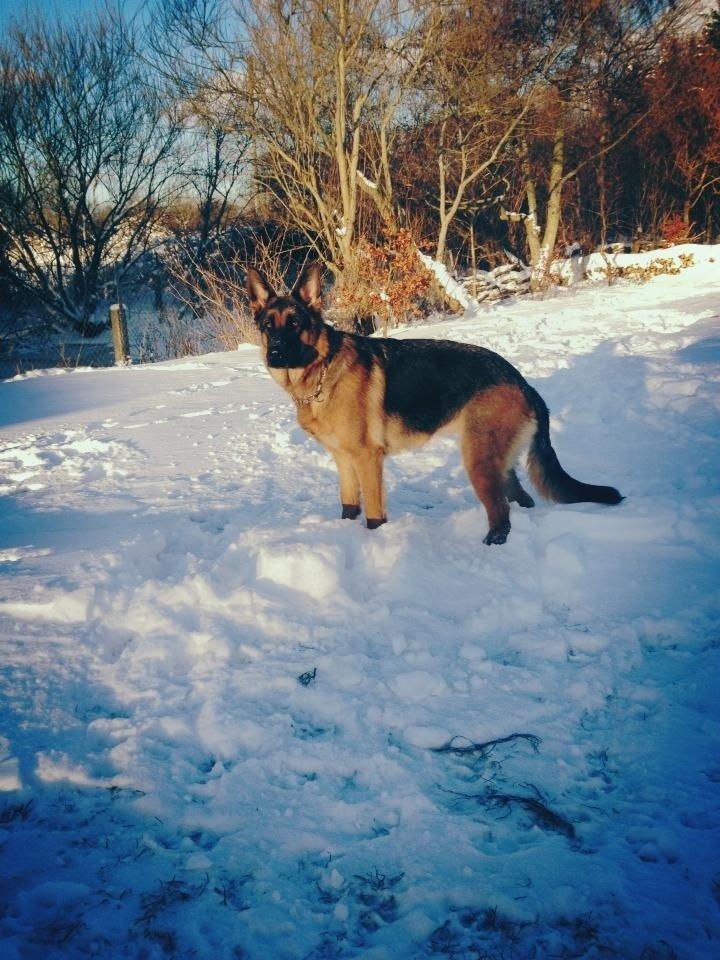 Schæferhund Vennebjergs Ronja billede 16