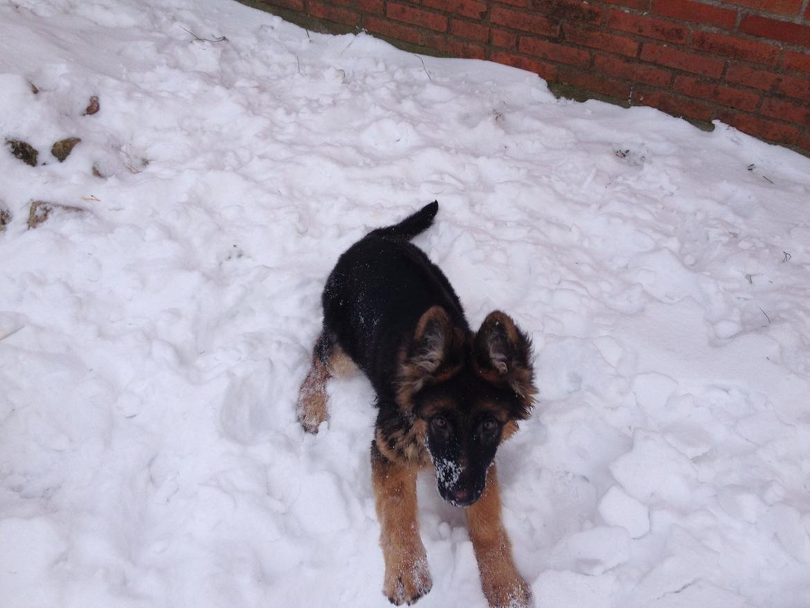 Schæferhund Abbi billede 2