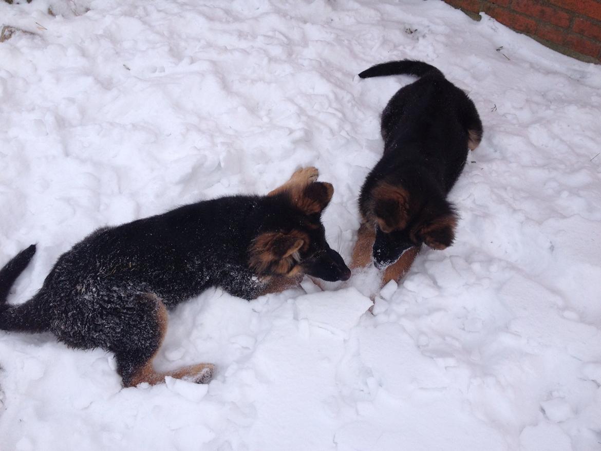 Schæferhund Abbi billede 3