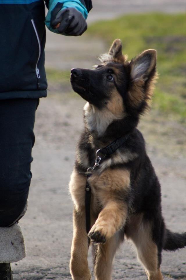 Schæferhund Abbi billede 4