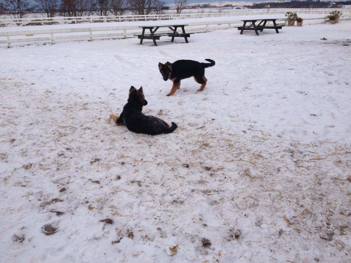 Schæferhund Abbi billede 5