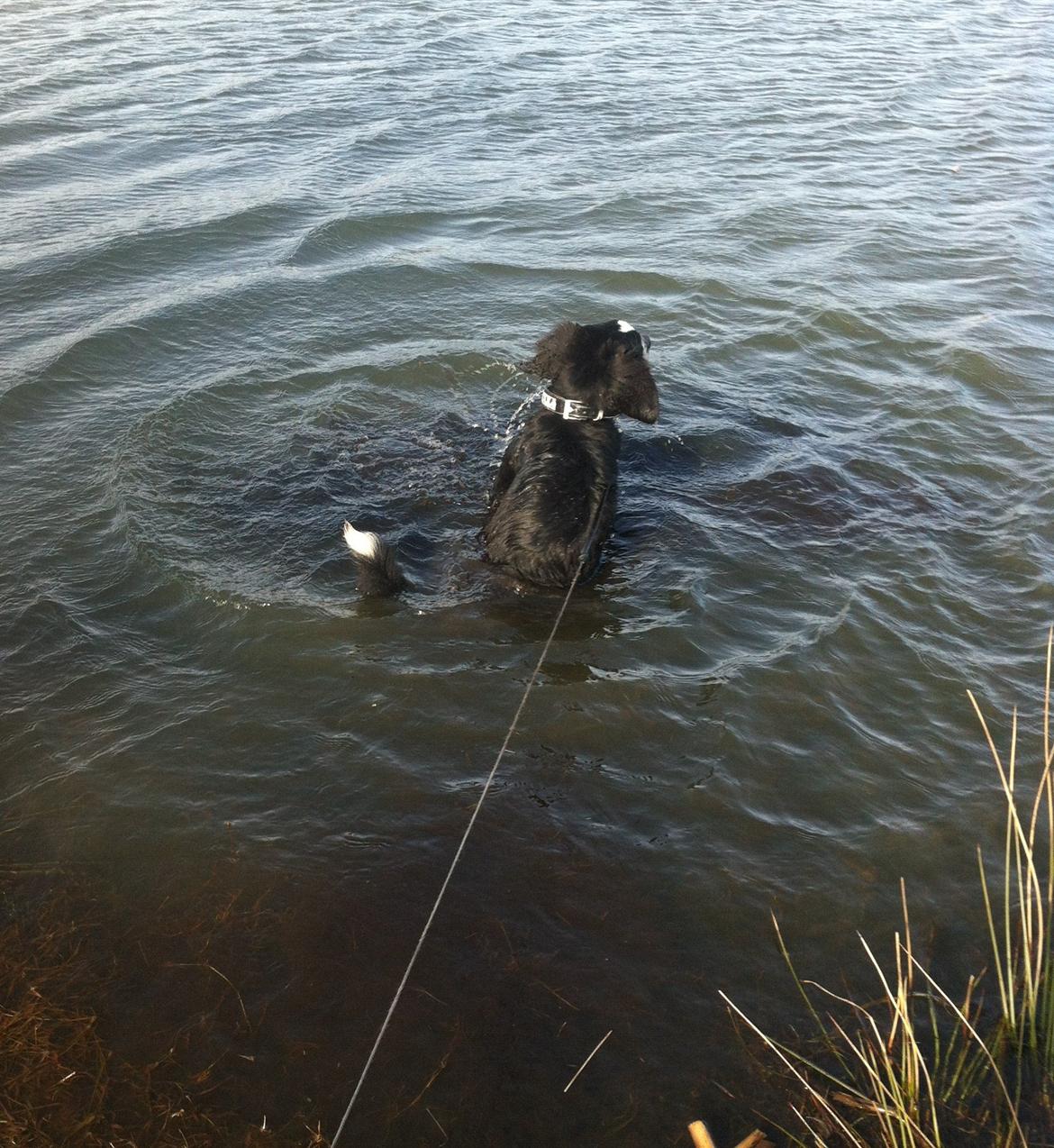 Berner sennenhund Samson - Her ude sidder man da godt! billede 14