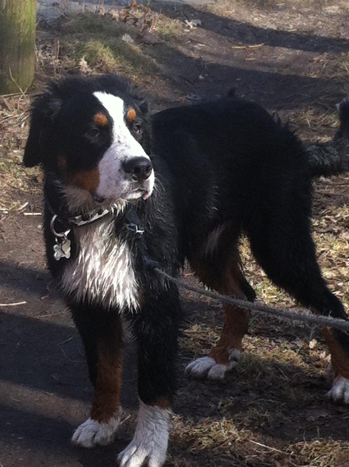 Berner sennenhund Samson - Flotte fyr ! billede 16