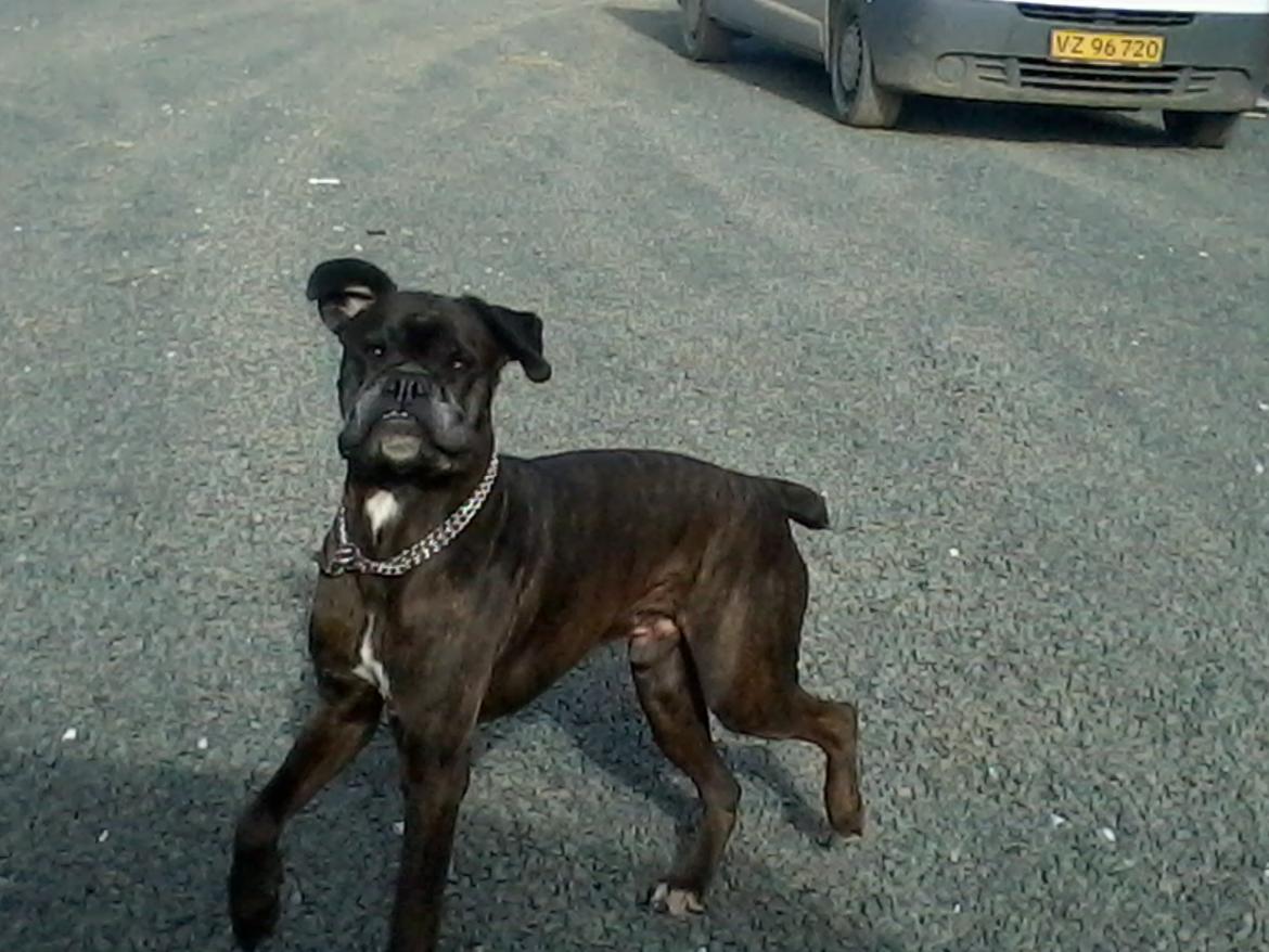 Boxer tyson - 07/03 2013 glad gammel hund :-) billede 5