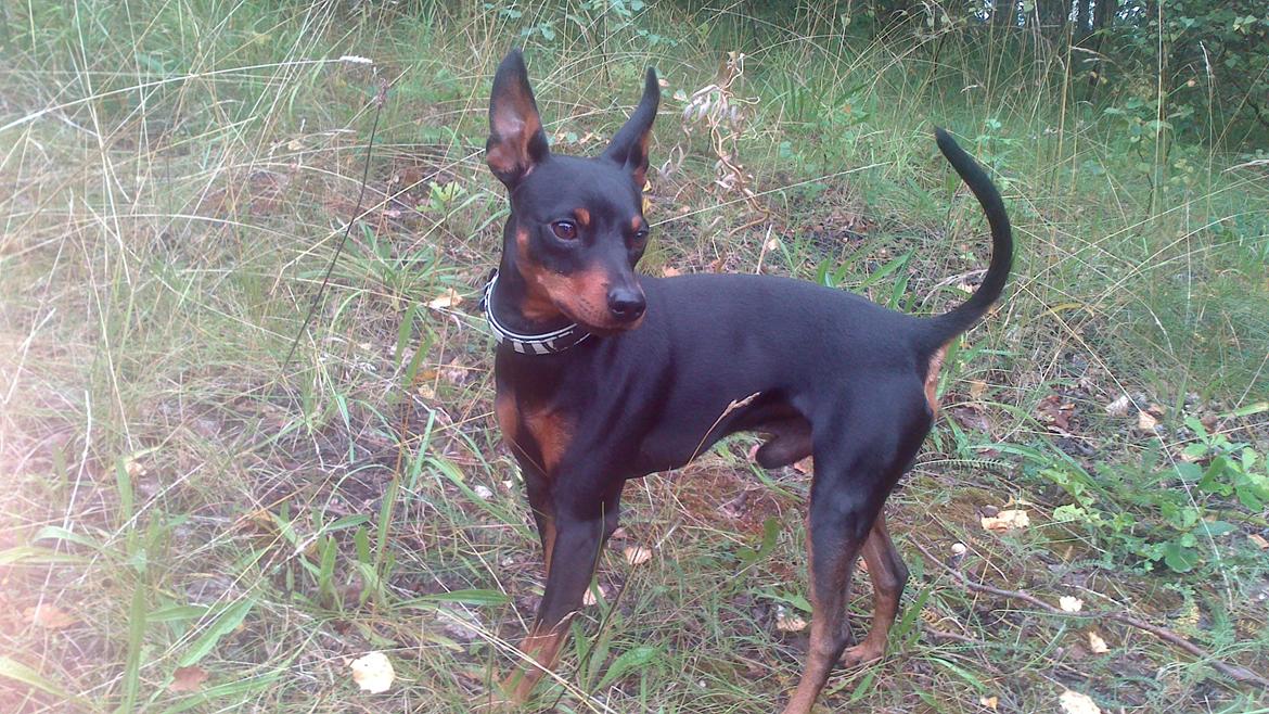 Dvaergpinscher Diablo billede 1