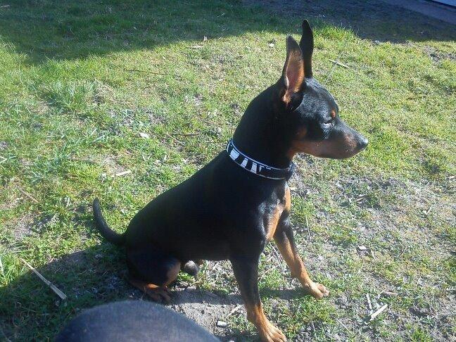 Dvaergpinscher Diablo billede 2