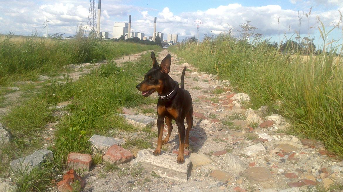 Dvaergpinscher Diablo billede 3