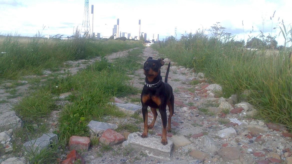 Dvaergpinscher Diablo billede 4