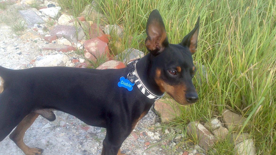 Dvaergpinscher Diablo billede 5