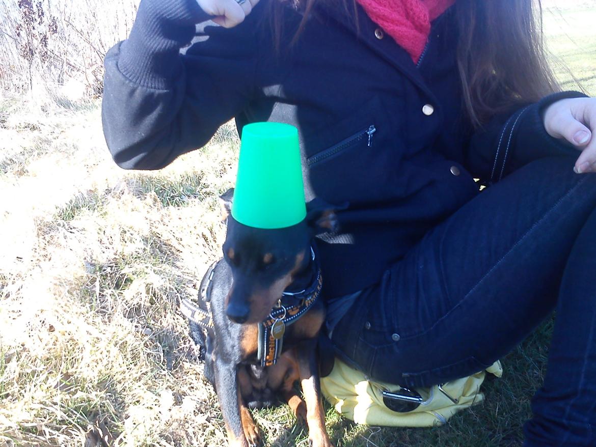 Dvaergpinscher Diablo - Diablo med ude og se fodboldt kamp :) dygtig cirkus hund  billede 6