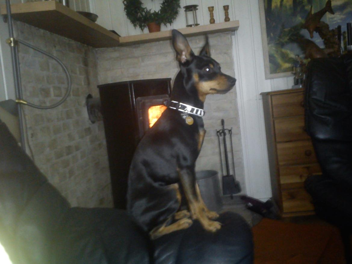Dvaergpinscher Diablo - Diablo hygger i sommerhus :) billede 7