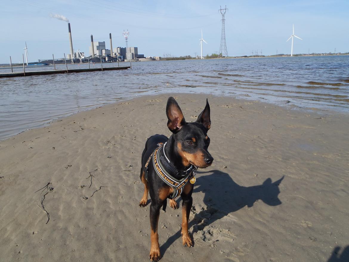 Dvaergpinscher Diablo - Diablo nyder at gå tur ved vandet :) 
 billede 8