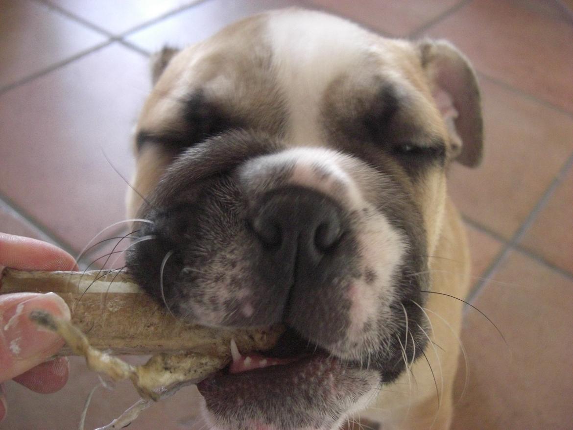 Engelsk bulldog Otto billede 9