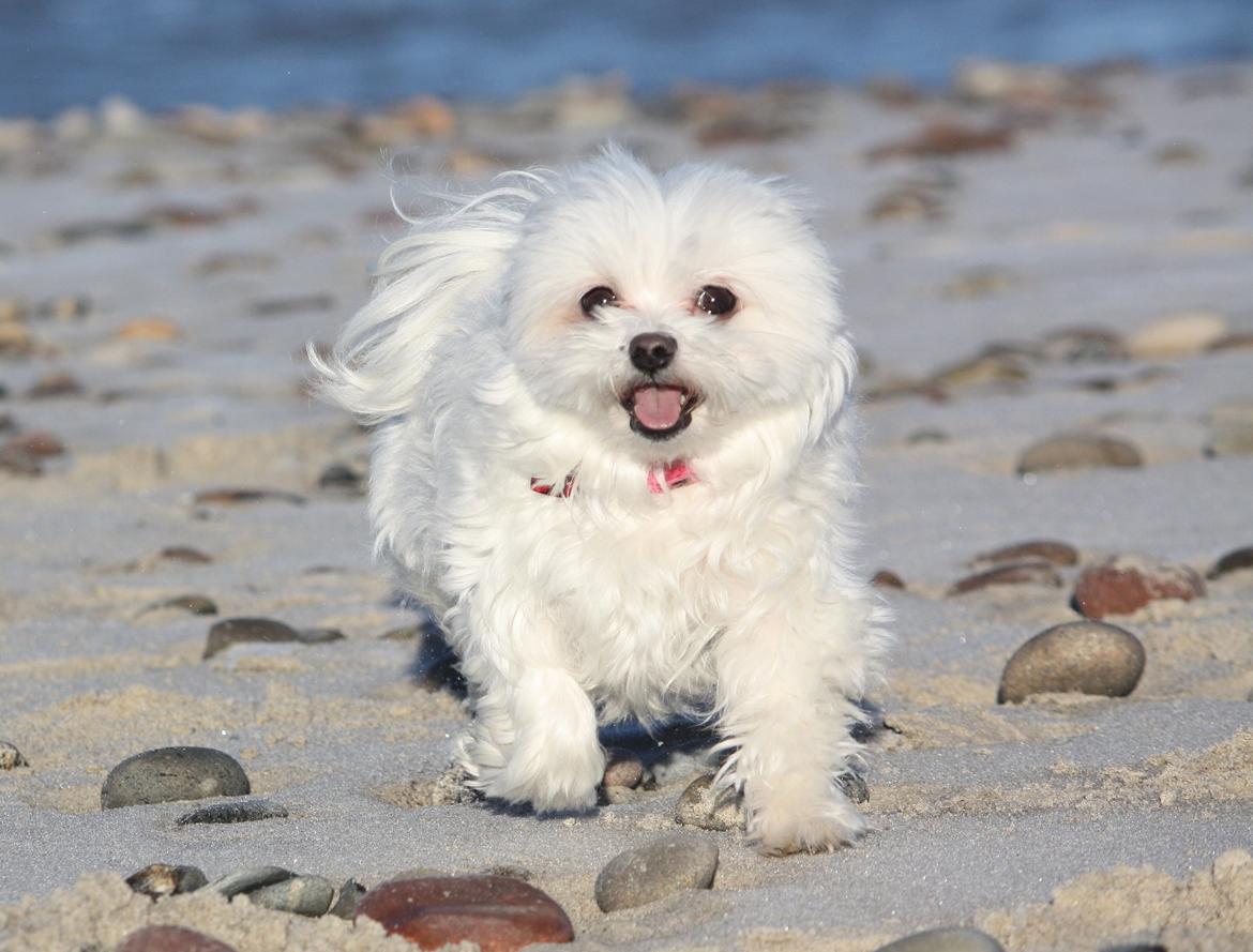 Malteser Cleo (15,5 år) - Cleo 8 år og på strandtur billede 19