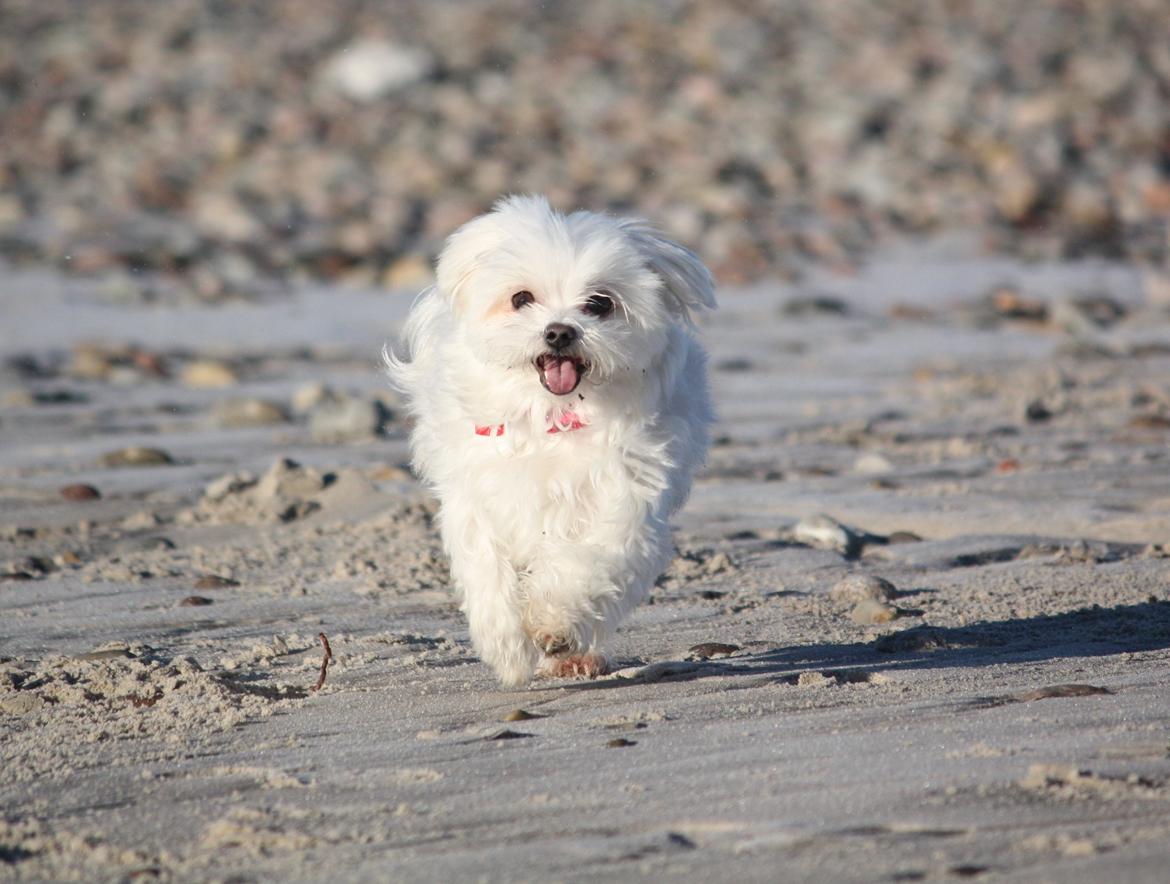 Malteser Cleo (15,5 år) - Cleo i Kandestederne 7 år gammel billede 26