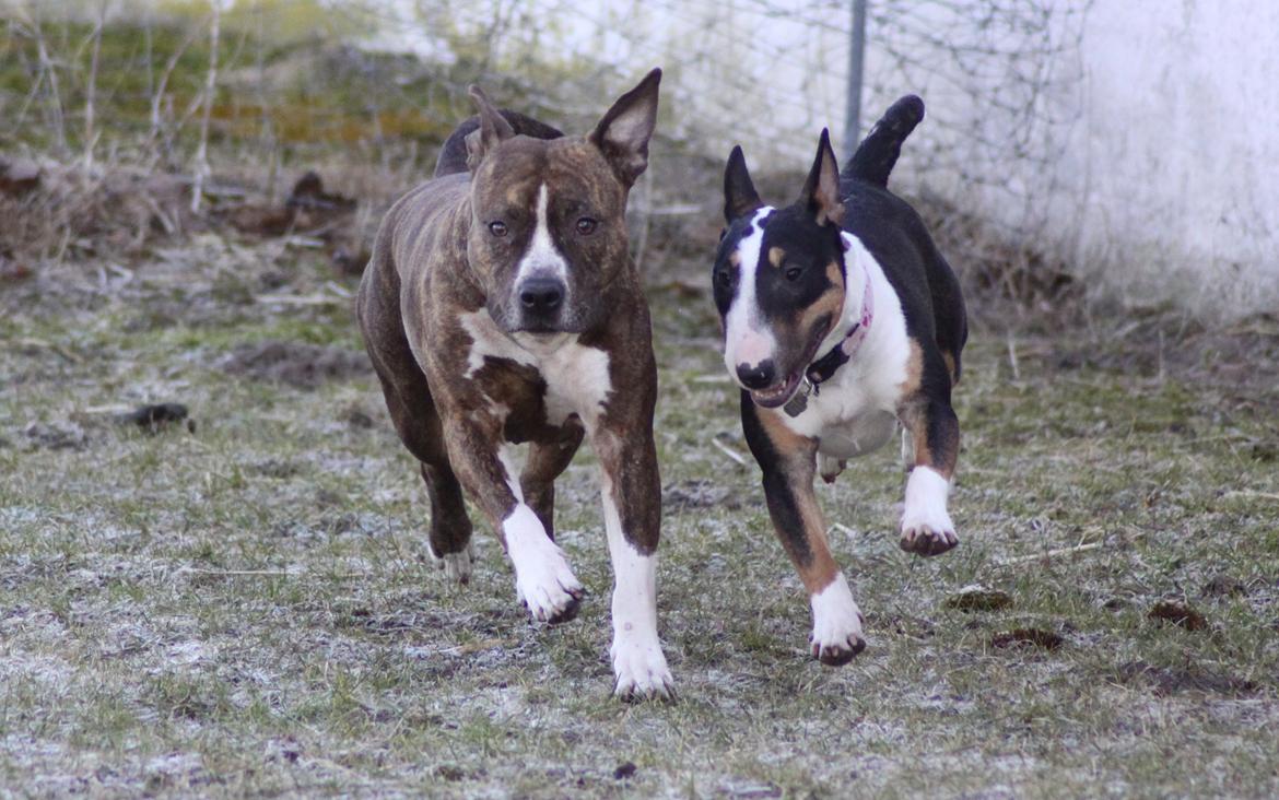 Bullterrier miniature Jekini´s Queen of New Orleans "Mille" - *Nyt* billede 2