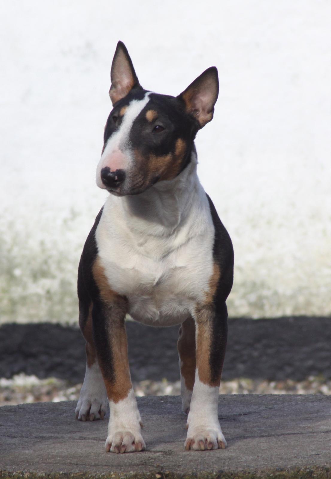 Bullterrier miniature Jekini´s Queen of New Orleans "Mille" - *Nyt*
Smukke Mille 7 mdr. gammel billede 1