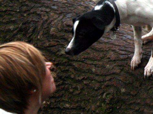 Dansk svensk gaardhund Dagmar - Dagmar og 'Mor' billede 2