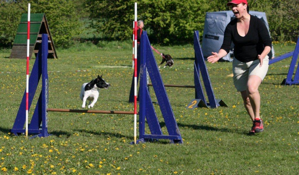 Dansk svensk gaardhund Dagmar - Dagmar til sit første agilitystævne billede 3