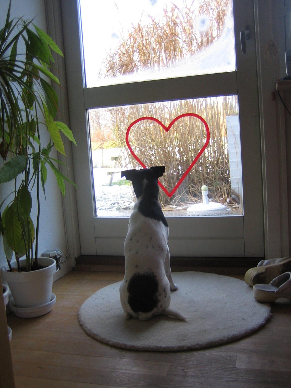 Dansk svensk gaardhund Dagmar billede 5