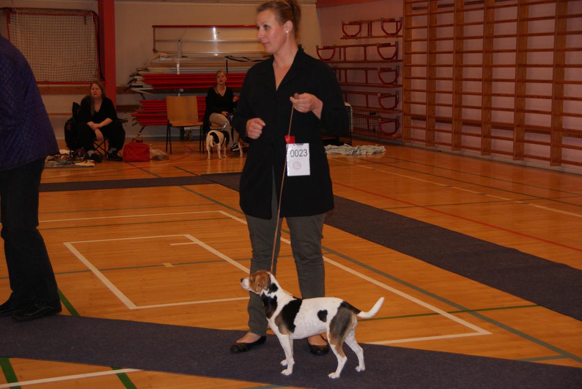 Dansk svensk gaardhund Nanna billede 2