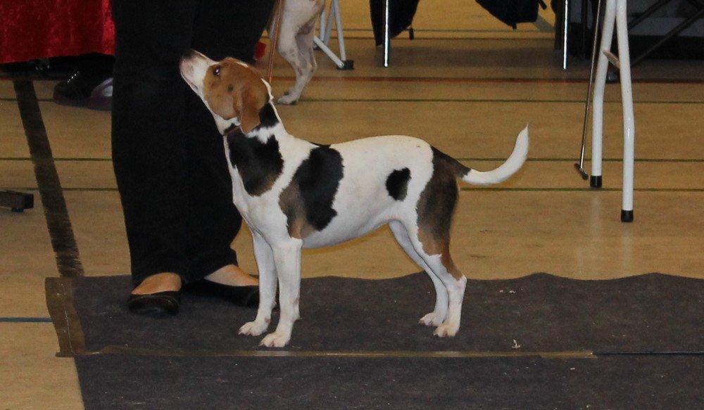 Dansk svensk gaardhund Nanna billede 3