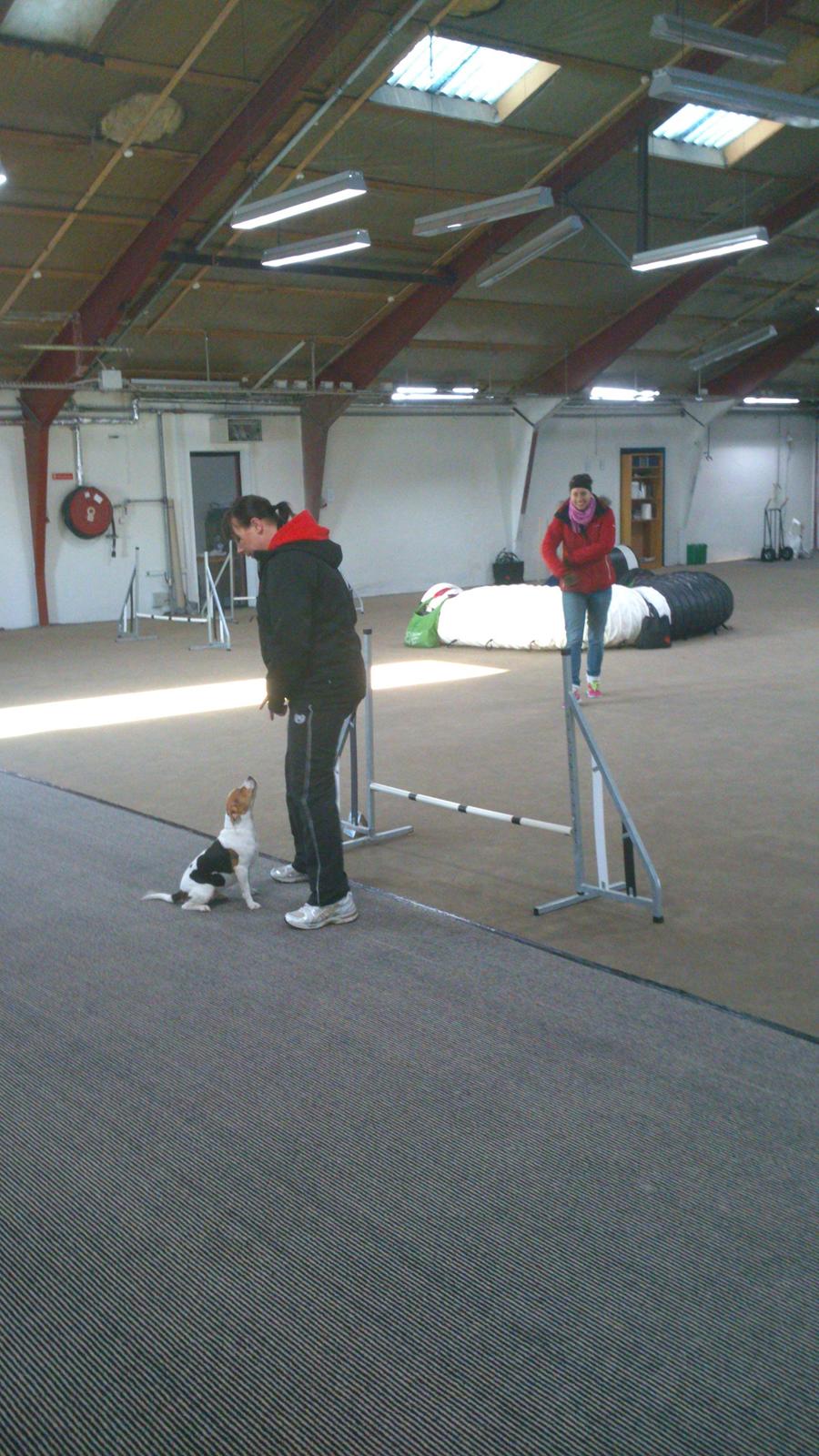 Dansk svensk gaardhund Nanna - Agilitykursus hos Natasha jan. 2013 billede 4