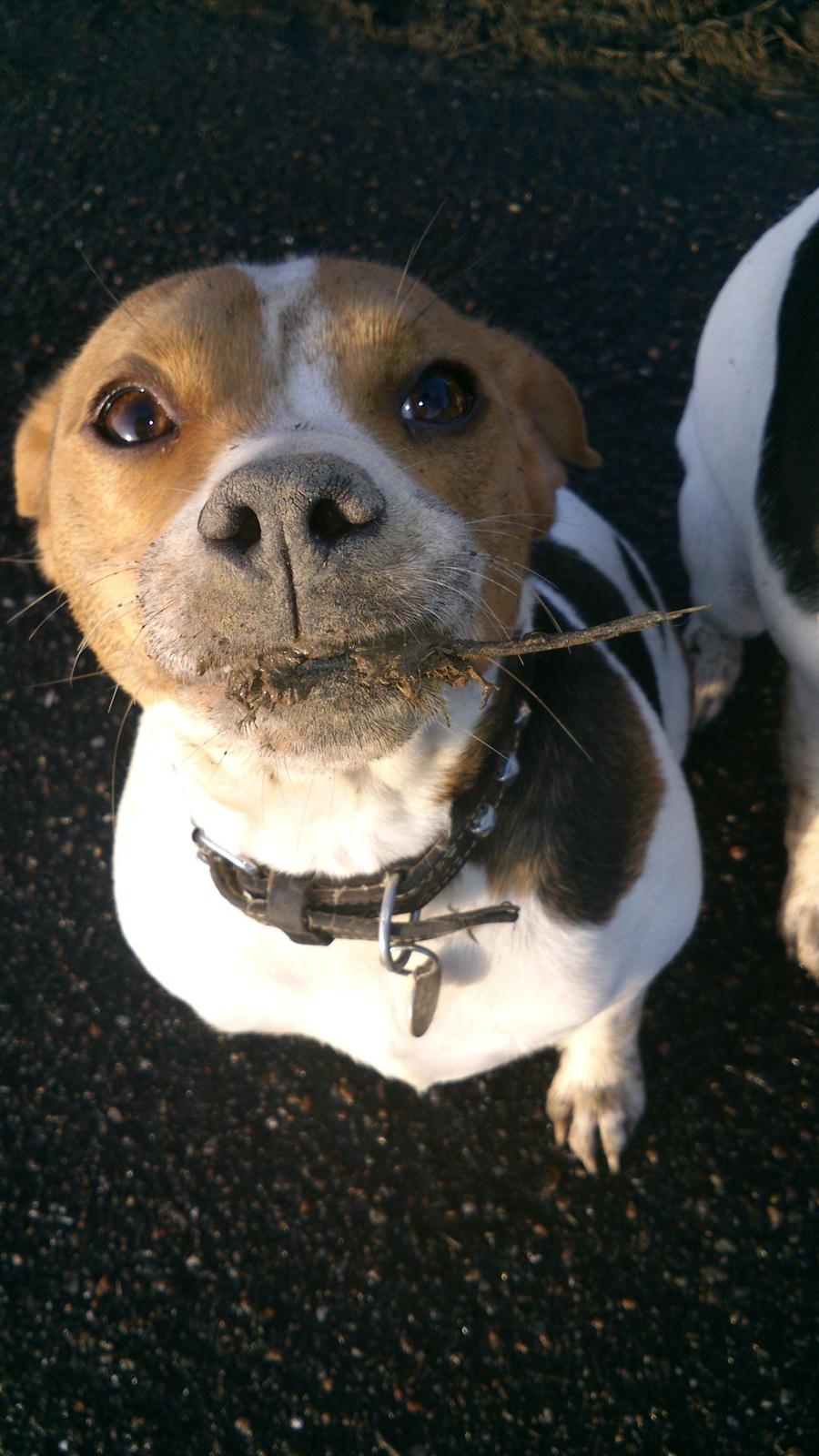 Dansk svensk gaardhund Nanna - Hvorfor er det lige, at jeg ikke må ikke grave mere, Mor? billede 5
