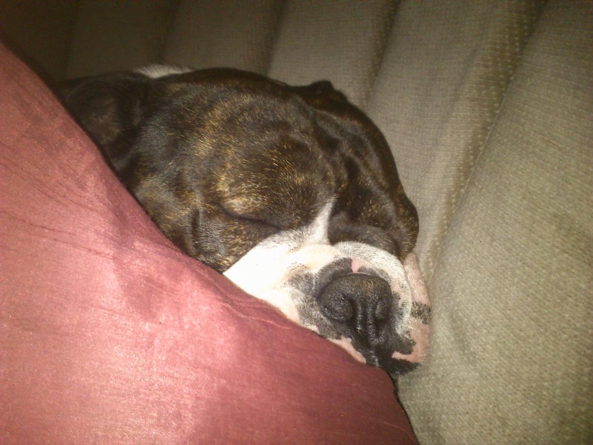 Olde english bulldogge Moris ( RIP ) billede 18