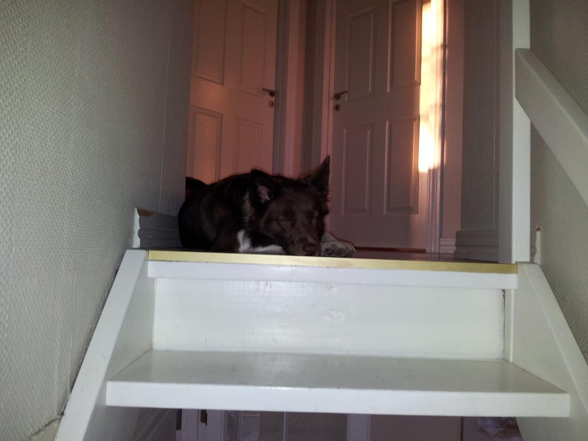 Border collie Aya billede 4