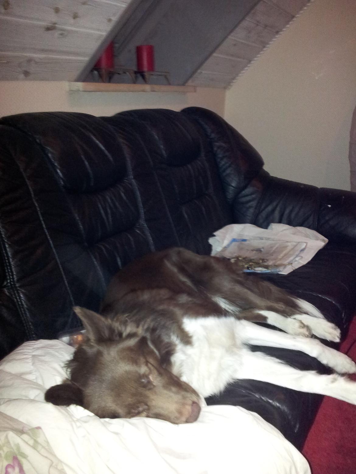 Border collie Aya billede 5