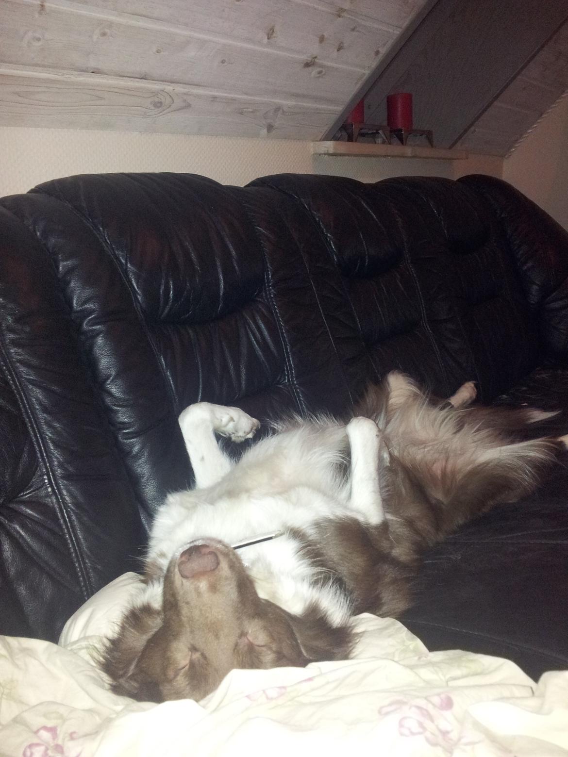 Border collie Aya - Aya når hun sover bedst - dejlige hund billede 6