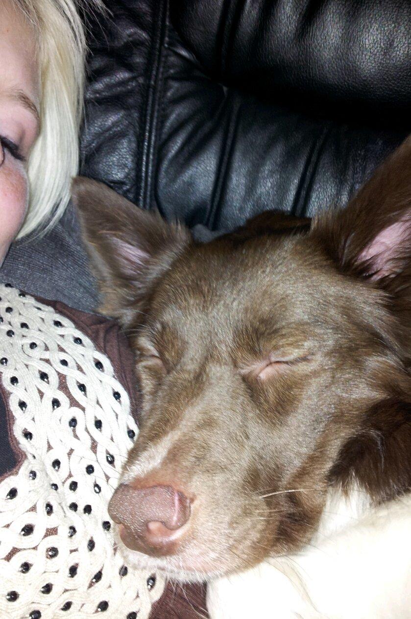 Border collie Aya - Aya valgte at falde i søvn i armen på mig en dag, så jeg fik med nød og næppe sniget mobilen frem og taget et billede af hende :) synes det var så sødt  billede 7