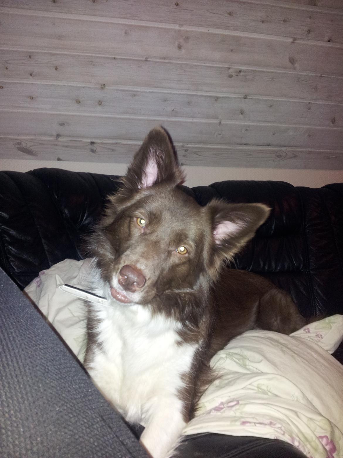 Border collie Aya billede 8