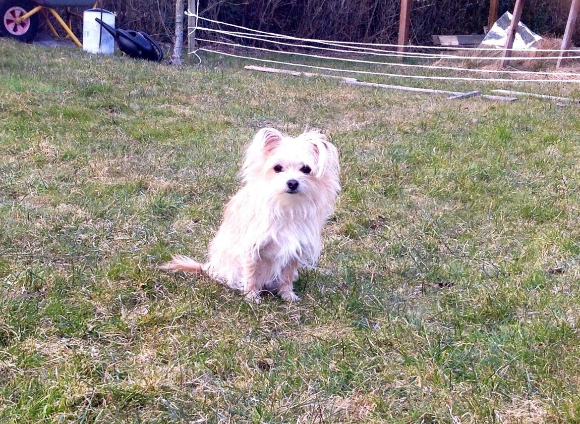 Blanding af racer sussi billede 6