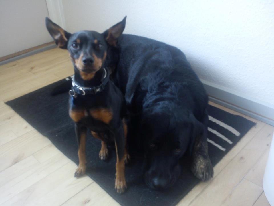 Dvaergpinscher Diablo - Diablo og hans bedste ven Jack billede 9