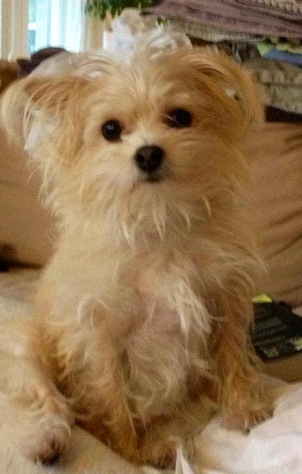 Blanding af racer sussi billede 1