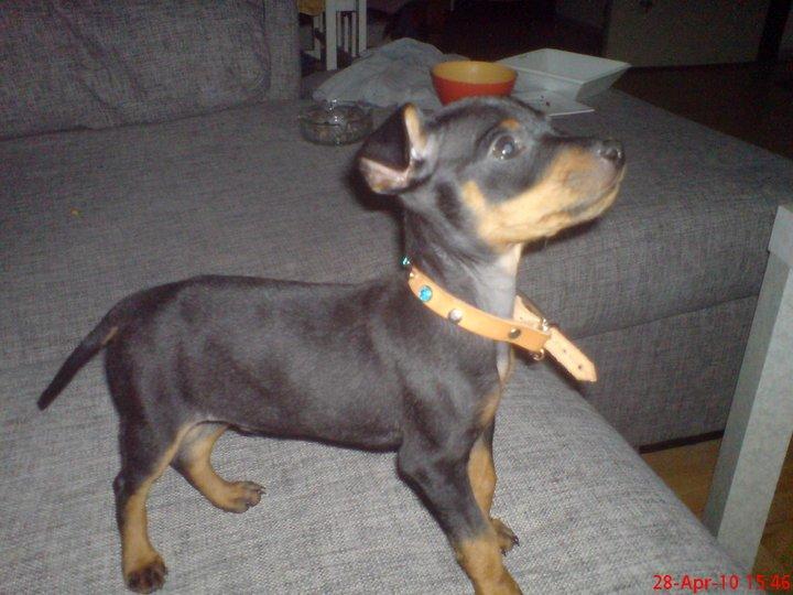 Dvaergpinscher Diablo - Diablo 9 uger :)  billede 10