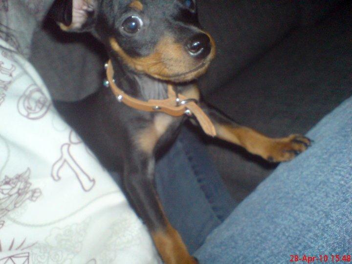 Dvaergpinscher Diablo billede 11