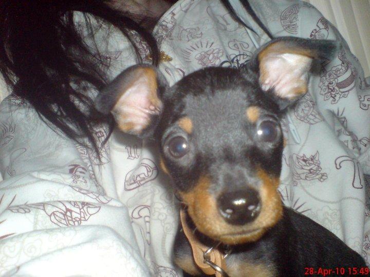 Dvaergpinscher Diablo - Diablo 9 uger  billede 12