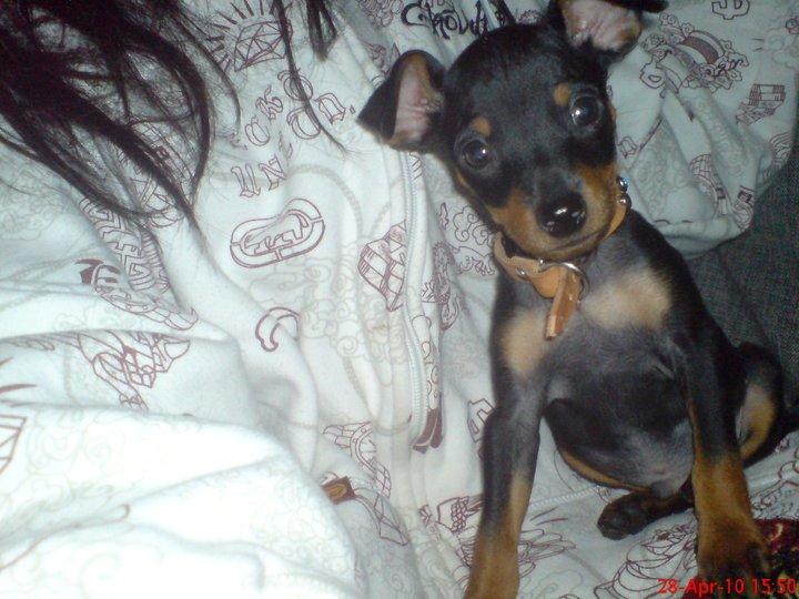Dvaergpinscher Diablo billede 13