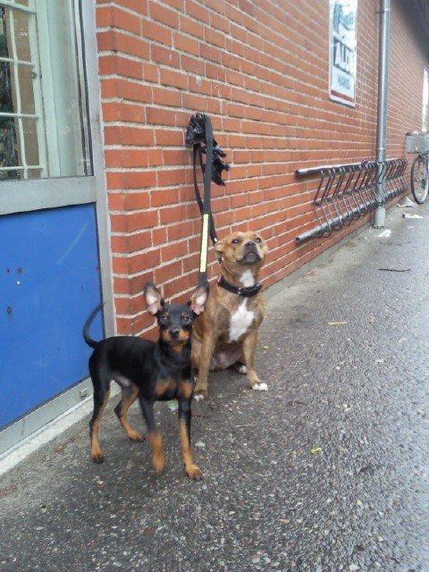 Dvaergpinscher Diablo - Diablo og hailie :) 
 billede 14