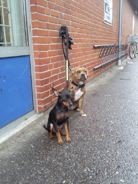 Dvaergpinscher Diablo - Dappo og hailie billede 15
