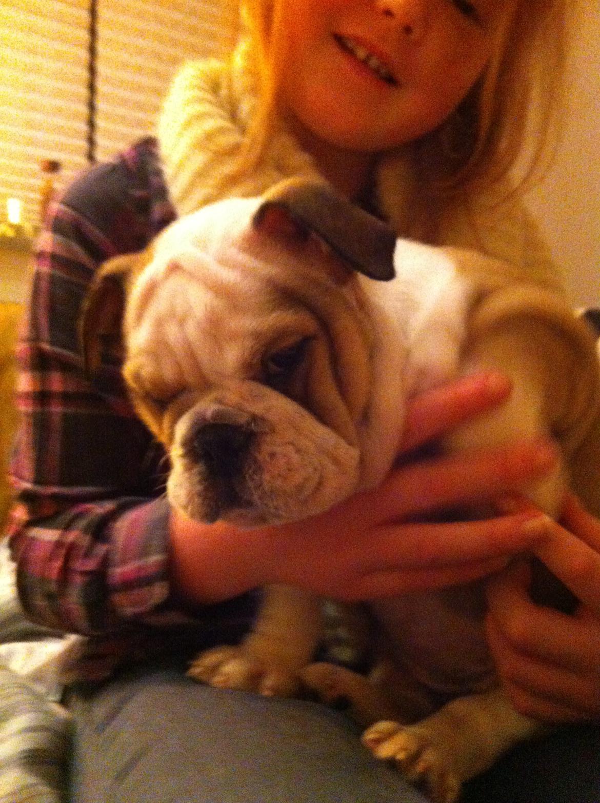 Engelsk bulldog Molly billede 5