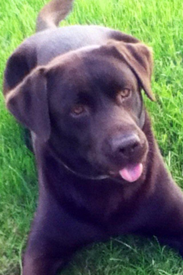 Labrador retriever Baloo<3 billede 9